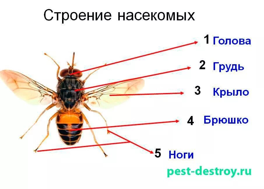 Насекомые имеют 3 отдела. Муха ЦЕЦЕ строение. Внешнее строение насекомых насекомых. Внешнее строение насекомых Муха. Муха (насекомое) строение.