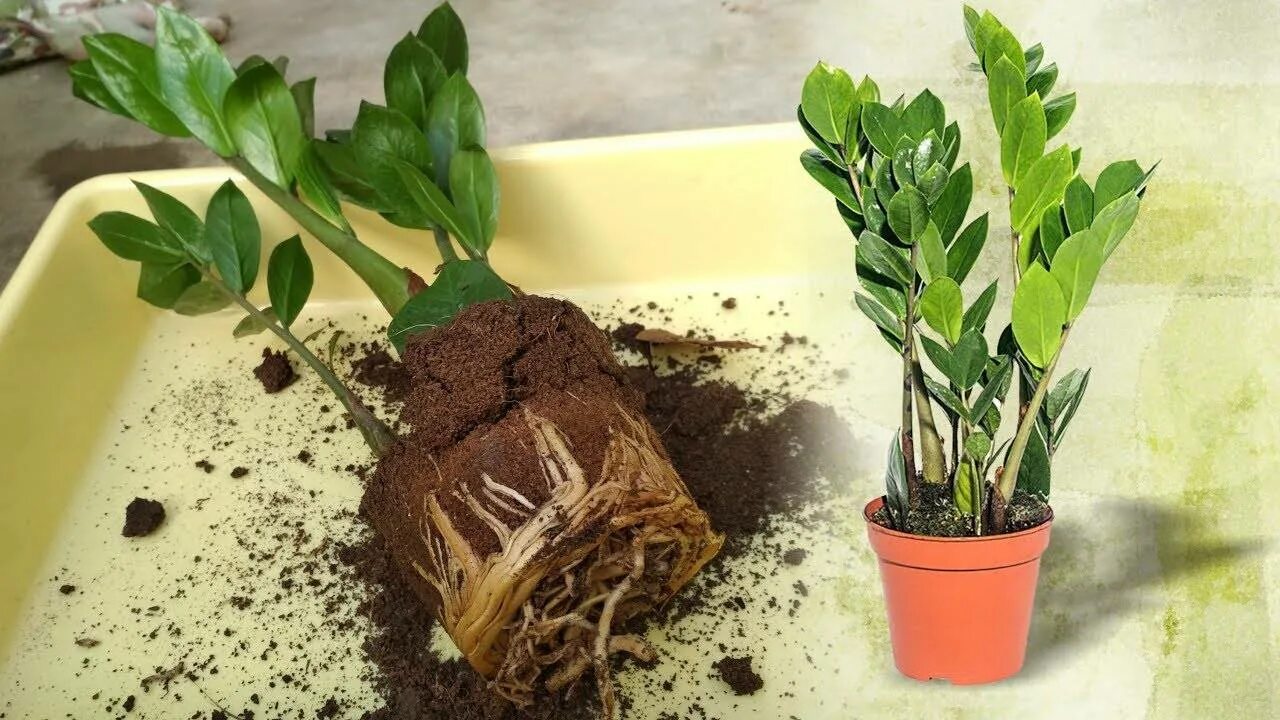 Когда пересаживать замиокулькас в другой горшок. Замиокулькас. замиокулькас zamicro. замиокулькас бонсай. zamioculcas долларовое дерево.