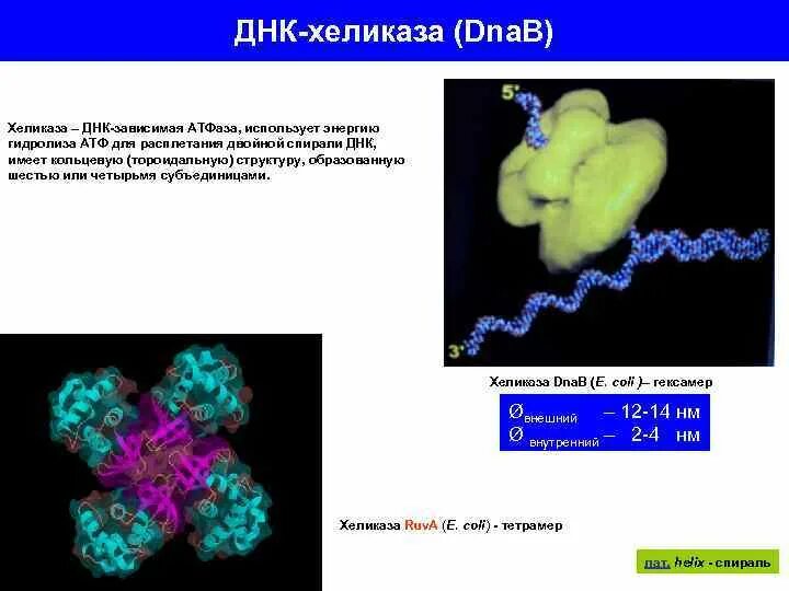 Фермент хеликаза. Хеликаза и геликаза. Функция ДНК хеликазы. Хеликаза фермент функции. ДНК хеликаза строение.