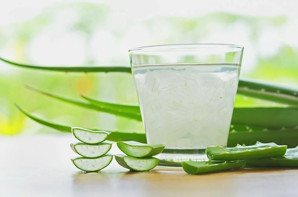 Fresh aloe vera. Алоэ гарипензис.