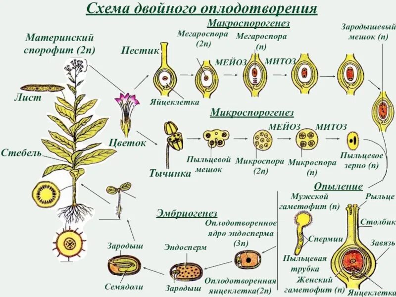 Образование семян покрытосеменных. Схема двойного оплодотворения у цветковых растений. Оплодотворение покрытосеменных растений схема. Двойное оплодотворение у цветковых растений набор хромосом. Двойное оплодотворение у покрытосеменных растений.