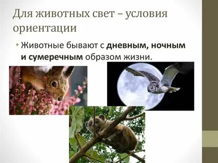 Роль света в жизни живых организмов