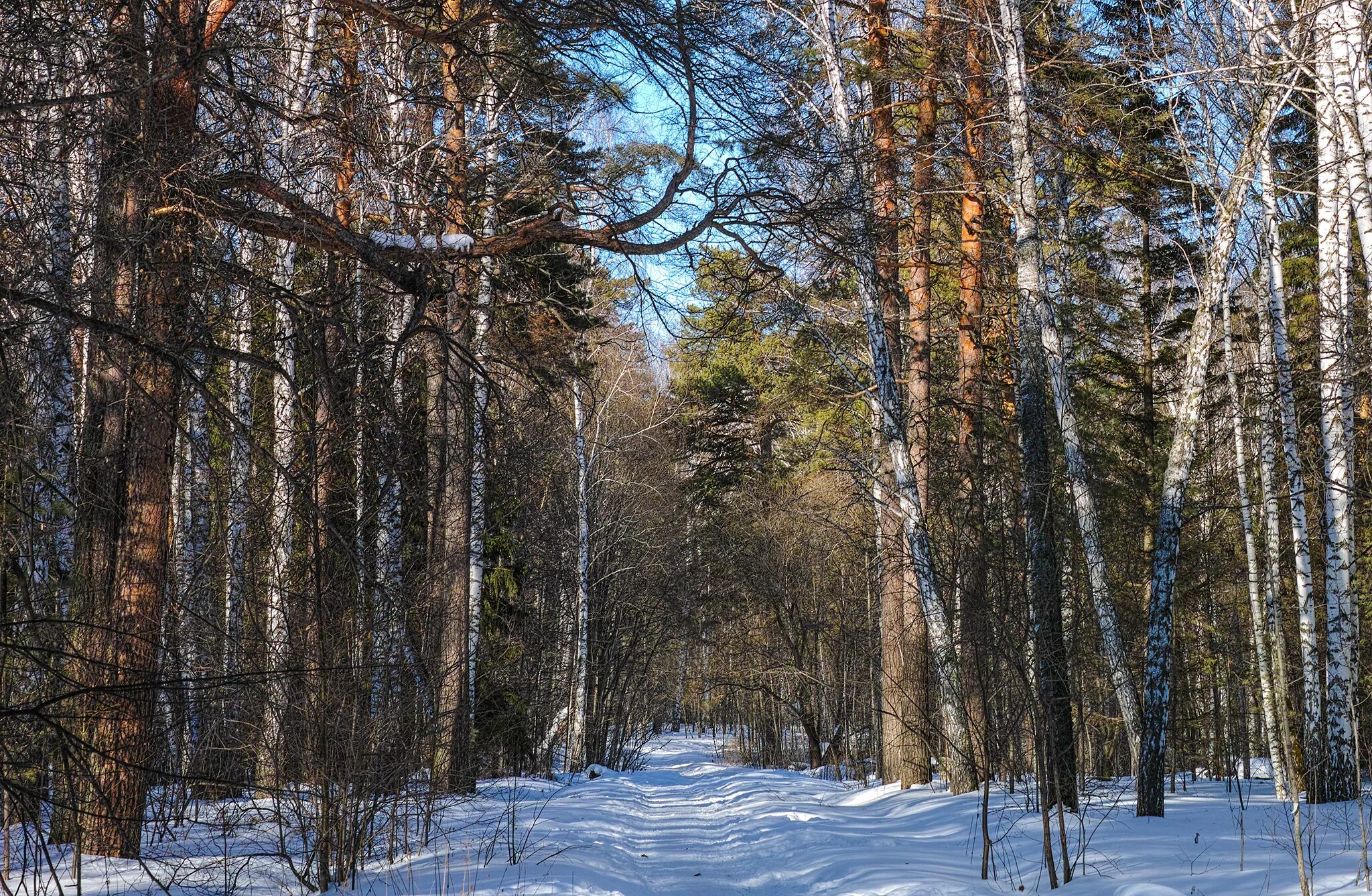 Лес зимой исправить ошибки. Чистый лес зимой. Предложение зимой. Зима в тимирязевском лесу. Лес с небольшим снегом.