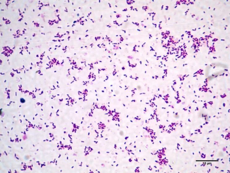 Lachnobacterium spp