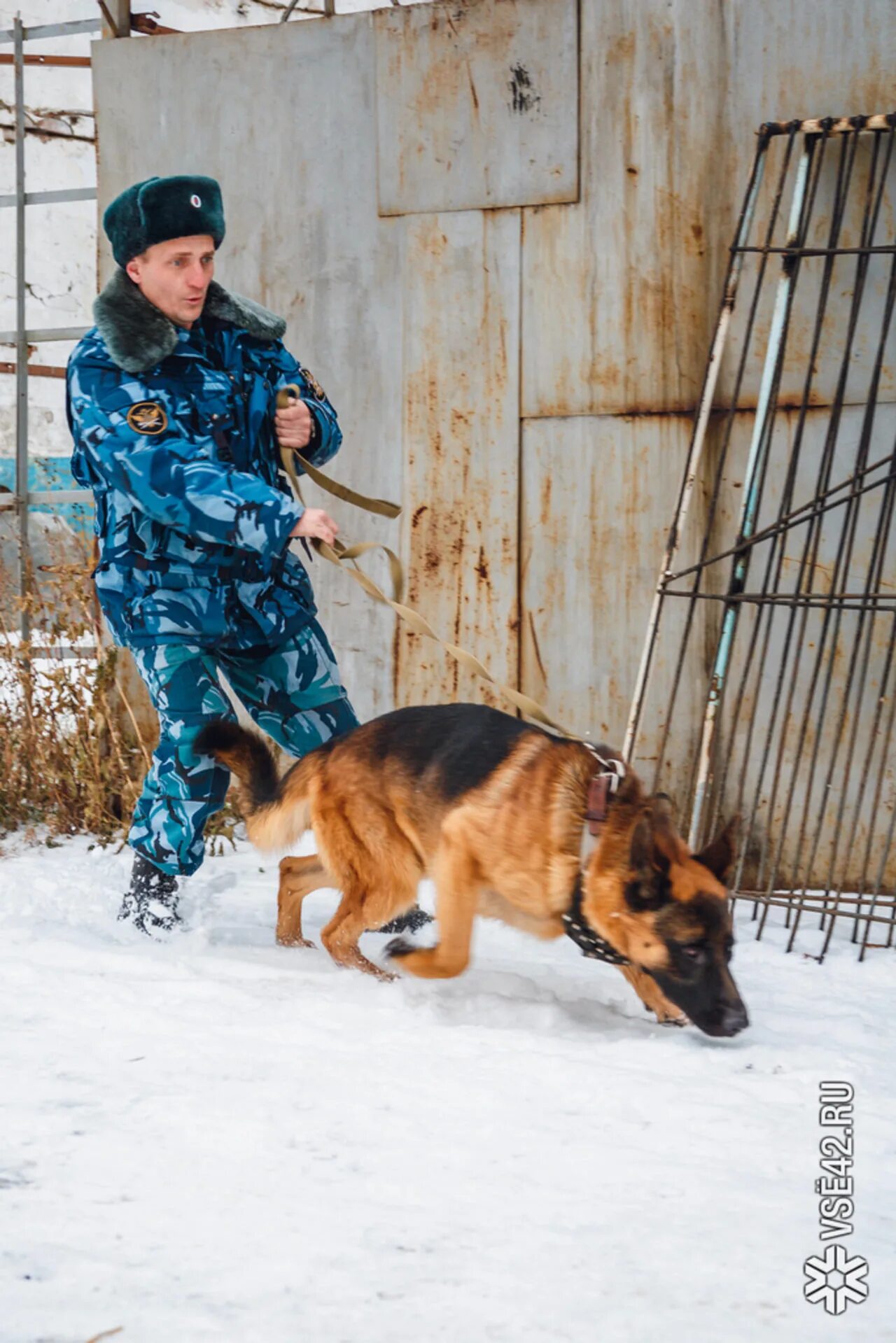 Немецкая овчарка фсин. Форма кинолога фсин. Полицейский с собакой. Конвой уфсин. Конвой с собаками.