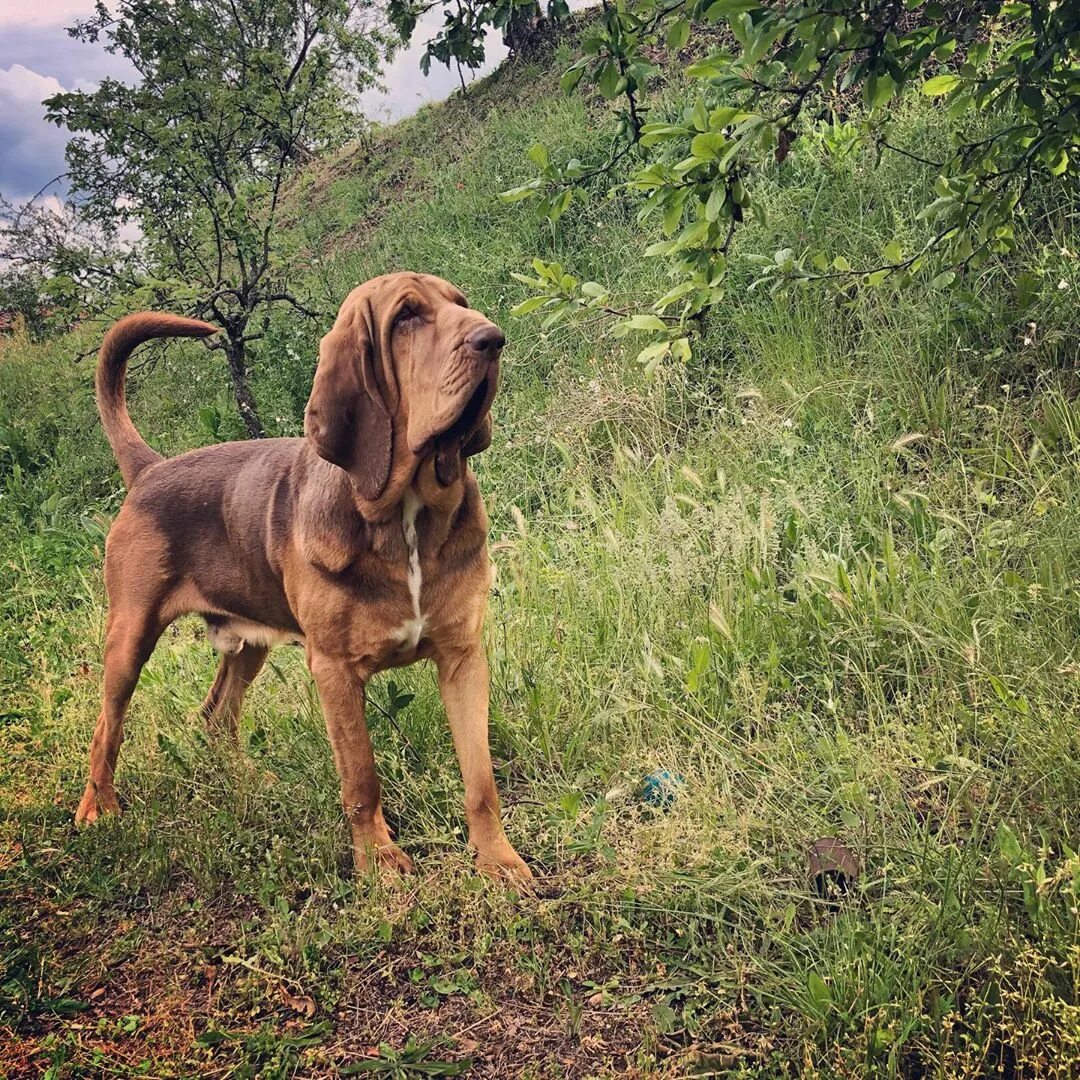 Хаунд. Собака следопыт. Бладхаунд дрессировка. Собака ищейка. Бладхаунд (шьен де сен-юбер).