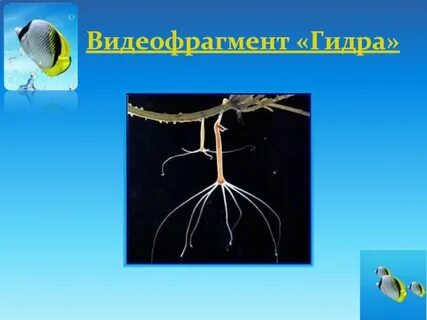 Пресноводную гидру относят к типу