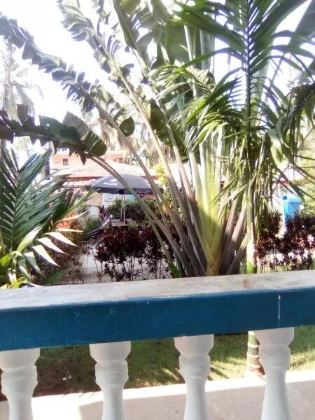 Morjim laxmi guest house ex laxmi. Morjim laxmi guest house 2. morjim laxmi guest house.