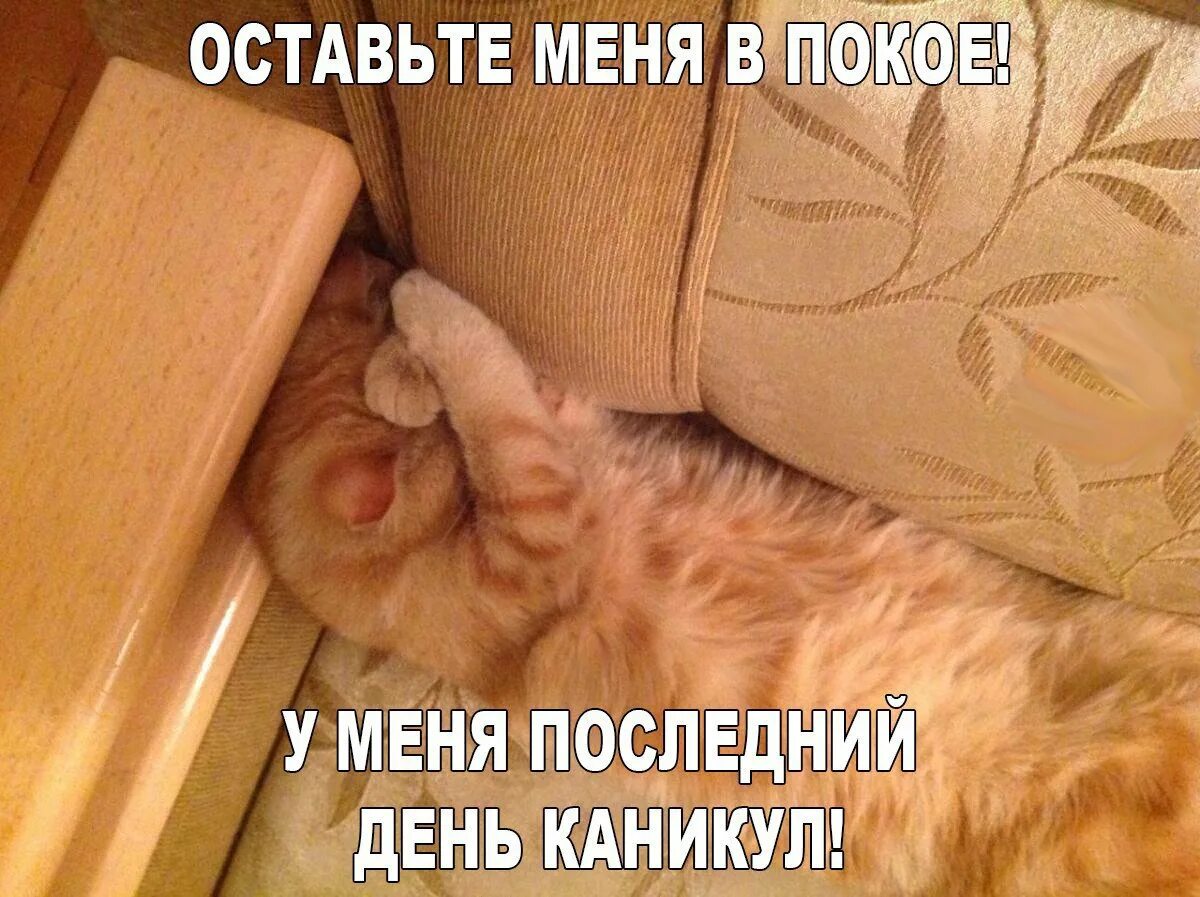 Сегодня выходные 2 дня. Меня не беспокоить у меня выходной. наконец-то выходные картинки. не беспокоить меня. у меня выходной не беспокоить.