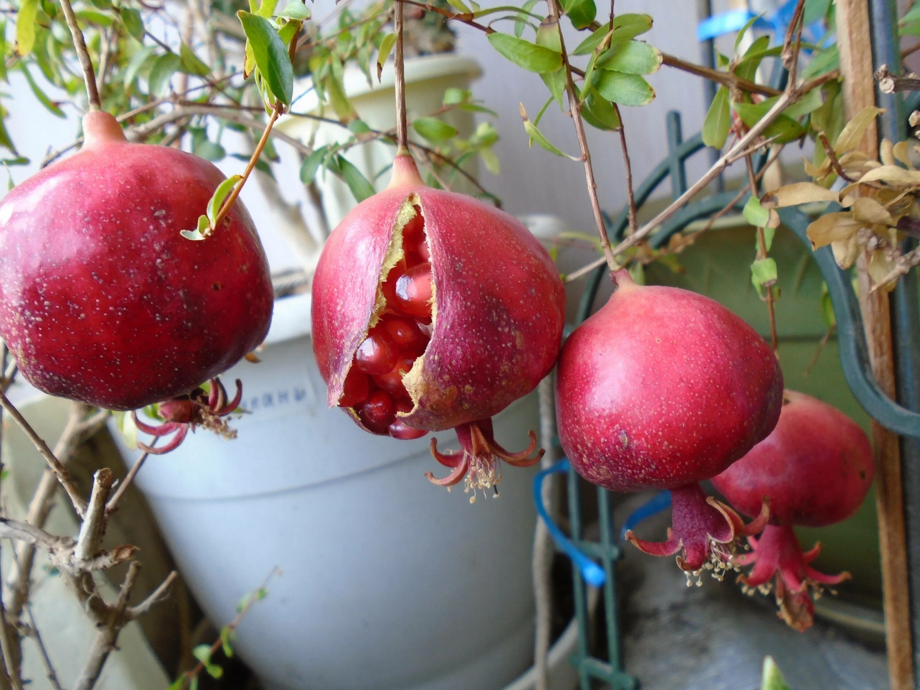 Гранат из косточки. Гранат дерево росток. Гранат комнатный бутоны. Гранат карликовый. Гранат из косточки.