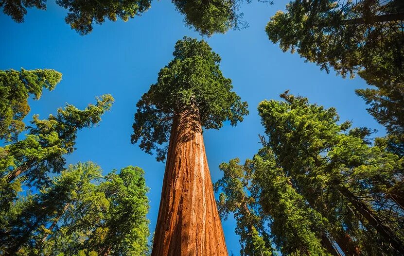 Самое высокое дерево северной америки природные зоны. Секвойя дерево. Секвойя самое высокое дерево. Секвойя вечнозелёная.