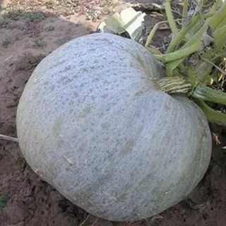 Тыквы шаровидные белые