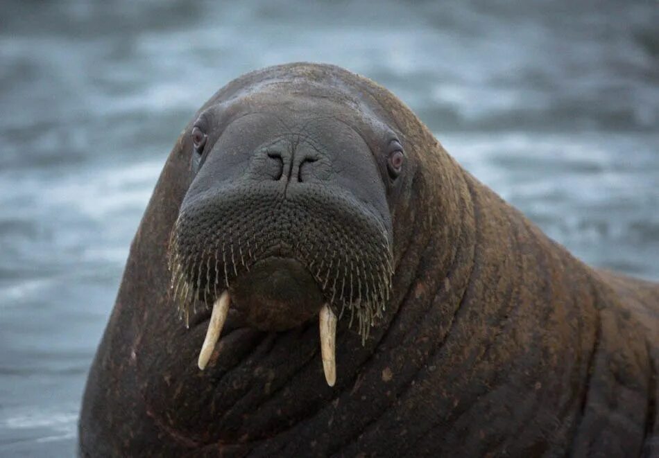 Моржи в тундре. Морж Келич. Тихоокеанский морж (Odobenus rosmarus divergens). Атлантический морж. Морж Барон.