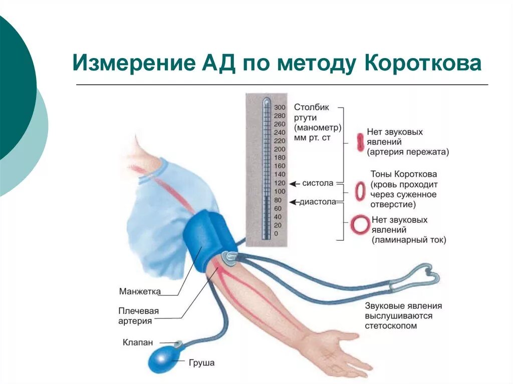 Ощущение введение. Метод Короткова для измерения артериального давления. Методика измерения ад по методу Короткова. Измерение давления крови по методу Короткова. Артериальное давление методом Короткова.