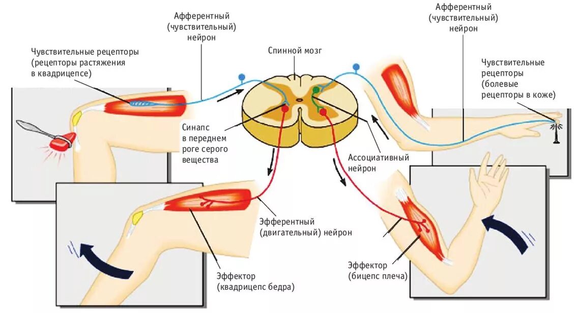 Афферентные и эфферентные Нейроны. Афферентные и эфферентные нервные волокна спинного мозга. Рефлекторная дуга спинального рефлекса схема. Рефлекторная дуга (афферентные и эфферентные Нейроны).