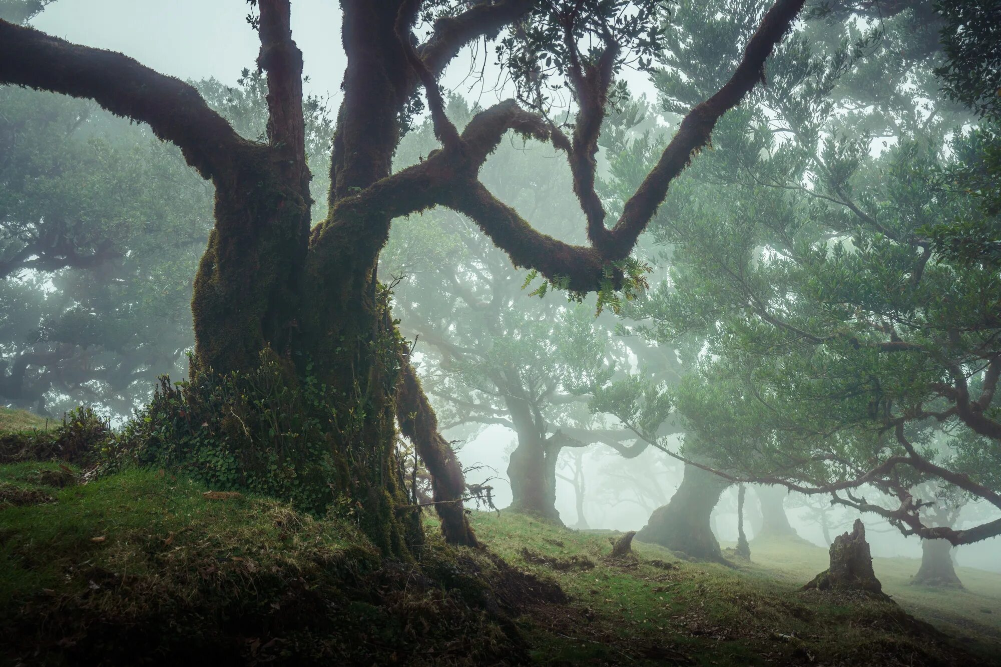 Деревья на которых можно сидеть. Лес Фанал Мадейра. Лаурисилва – лавровые леса острова Мадейра. Остров Мадейра Фанал Форест. Реликтовый лес Мадейра Мадейра.