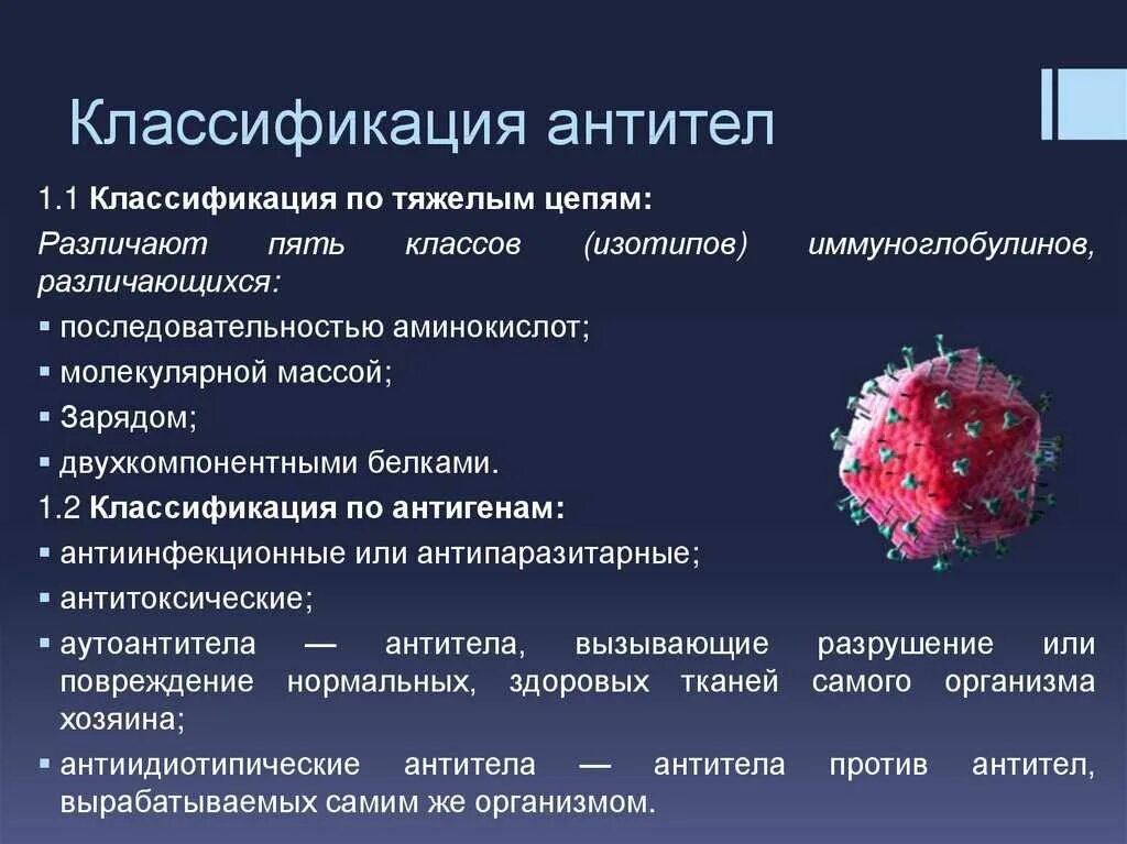 Выработка организмом антител. Классификация, строение, функции иммуноглобулинов. Антитела структура классификация функция. Антитела. Классификация антител. Антитела.классификация по функциям..