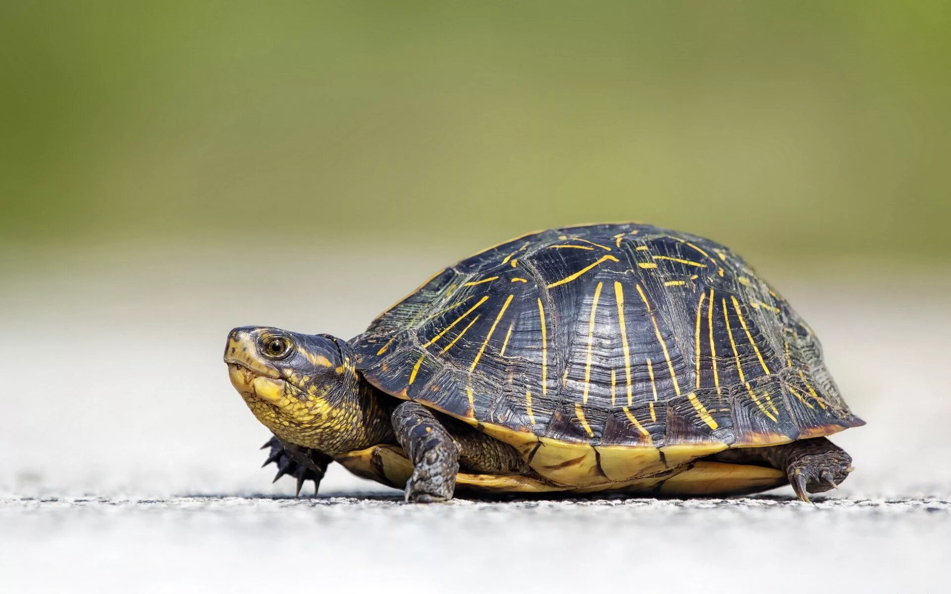 Turtle черепаха. Пресмыкающиеся черепахи. Каролинская коробчатая черепаха. Американские Сухопутные черепахи. Присмыкаюшие черепаха.