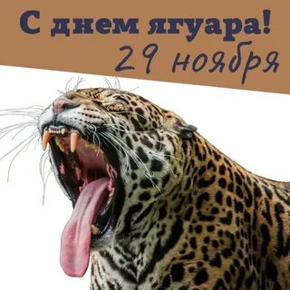 Всемирный день ягуара