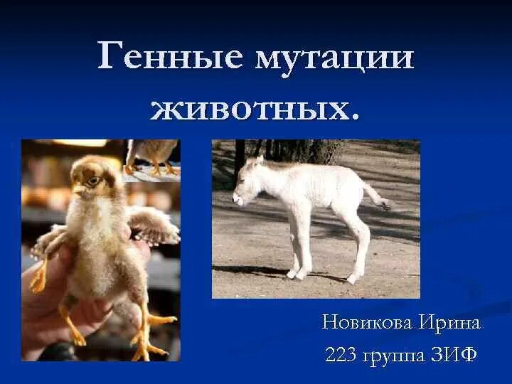 Мутации у животных примеры. Мутации у животных примеры