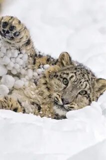 Ирбис плей