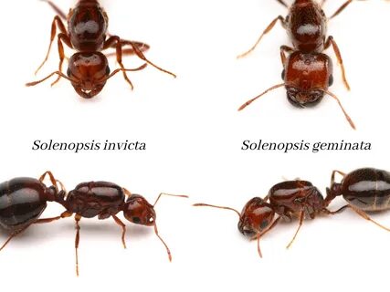 Solenopsis geminata