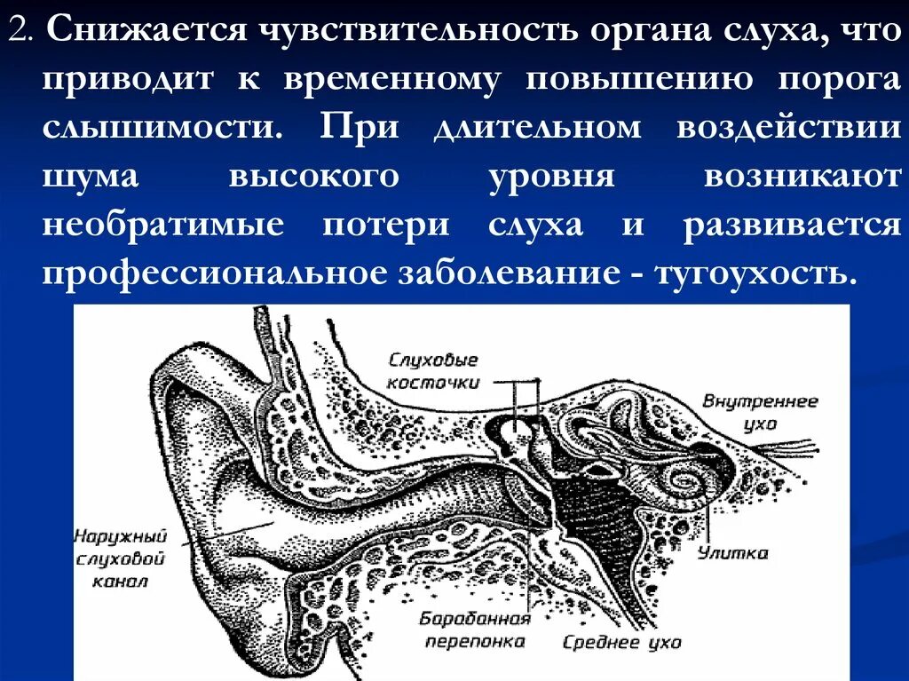 Чувствительный орган слуха