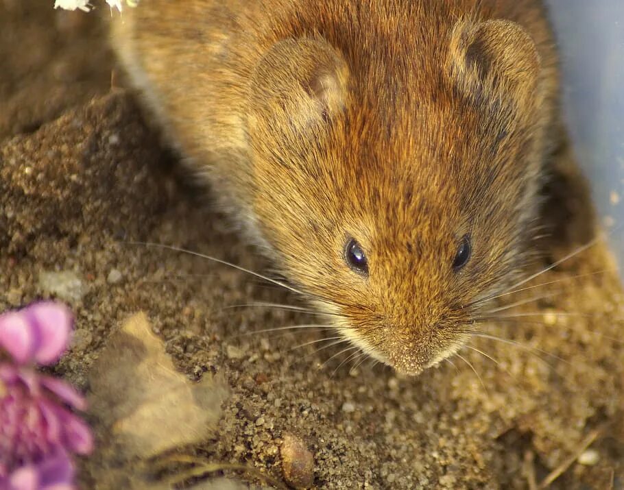 Обыкновенная полёвка. Мышь полевка и ГЛПС. Cricetus Cricetus хомяк. Медведка грызун. Хомяки полевки