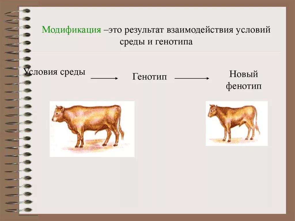 В результате изменения генотипа. Модификации-это результат взаимодействия условий среды и генотипа. Взаимодействие генотипа и среды. Генотип и фенотип. Взаимосвязь генотипа и фенотипа.