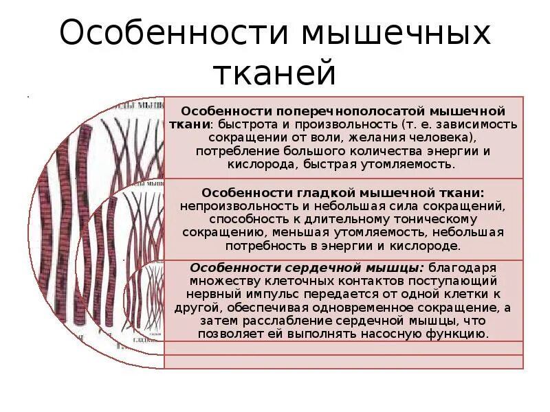 Назовите функции мышц