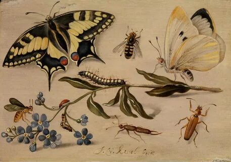 Other insects