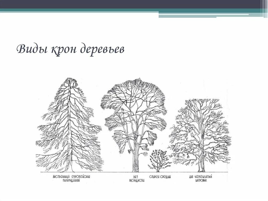 Виды деревьев схема. Формы деревьев. формы кроны деревьев. крон дерева. разновидности крон деревьев.