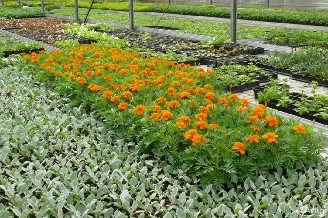 цветы рассада однолетки. цветы однолетники рассада. рассада петунии в теплице. рассада однолетних цветов. рассада однолетних цветов.