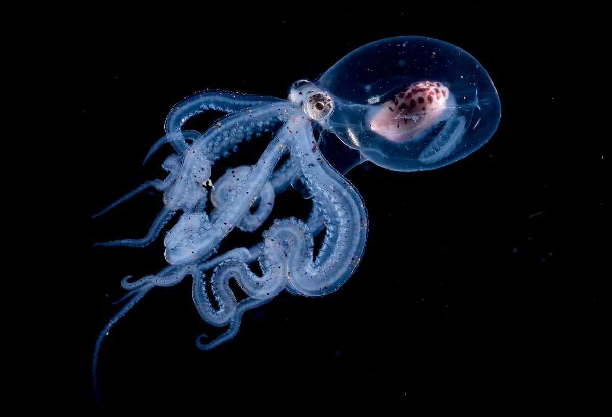 Осьминог амфитретус. Безглазый глубоководный осьминог. Стеклянный осьминог Vitreledonella Richardi. Головоногие моллюски кальмар.