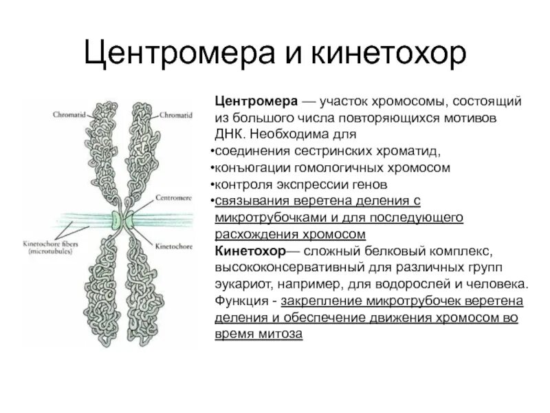 Функции центромеры. Строение хромосомы кинетохор. Центромера в хромосоме выполняет функции. Строение центромеры. Участки хромосом называют