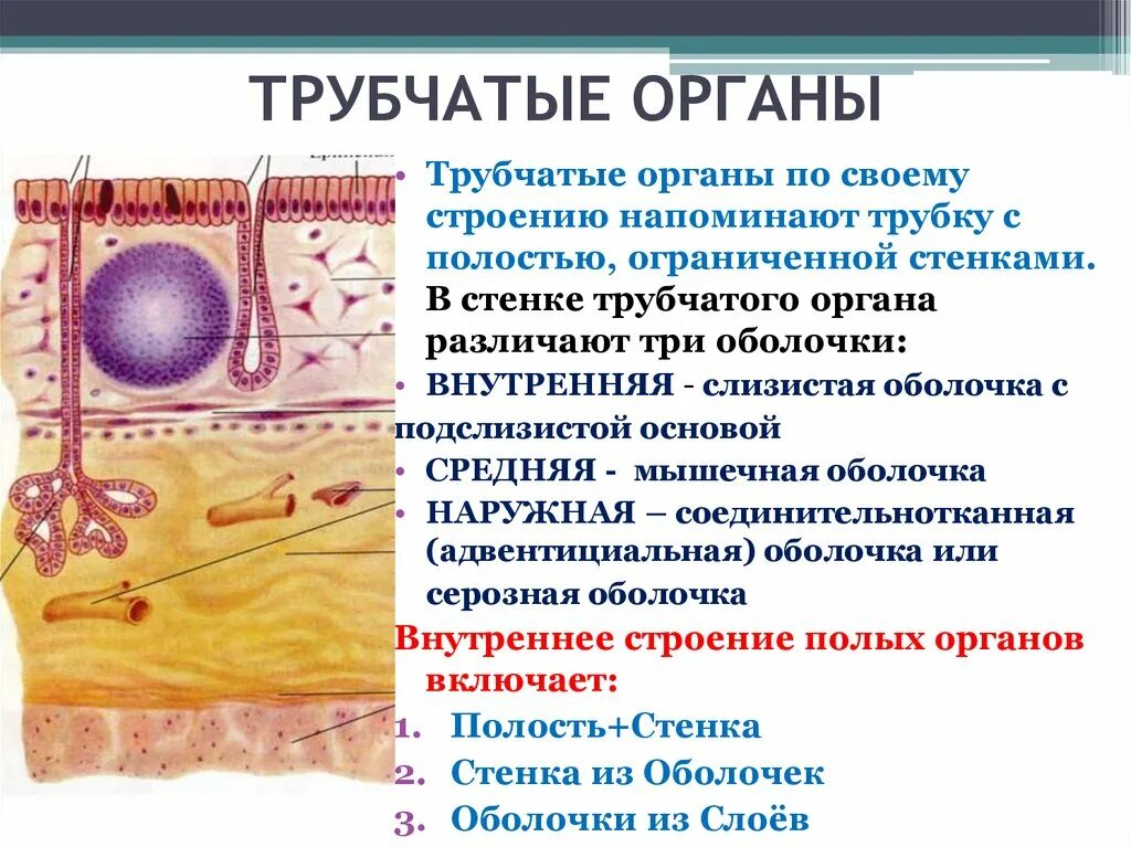 Трубчатый орган 5. Строение оболочек полых органов. Строение стенки трубчатого органа оболочки. Строение полых трубчатых органов. Строение слизистой оболочки трубчатых органов.