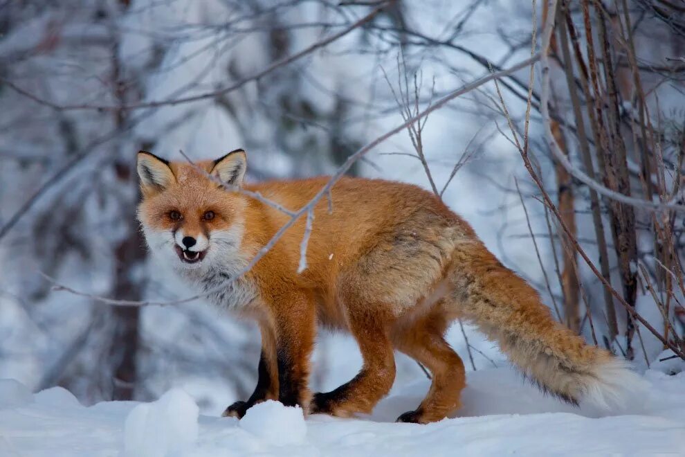 заповедник столбы красноярск фауна. животный мир красноярского края. животное обитающее в красноярском крае. животный мир красноярского края. животные которые обитают в красноярском крае.