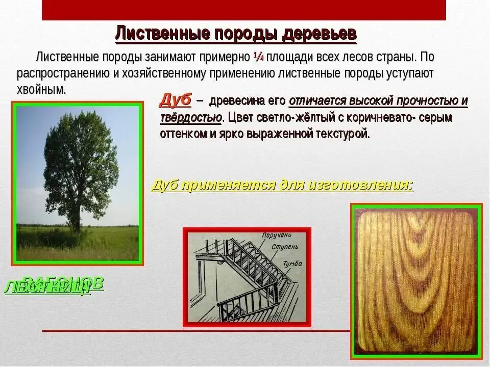 Внешние признаки деревьев. Лиственные породы деревьев. породы древесины. образцы древесины. хвойные породы древесины.