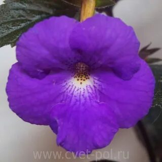 Purple king