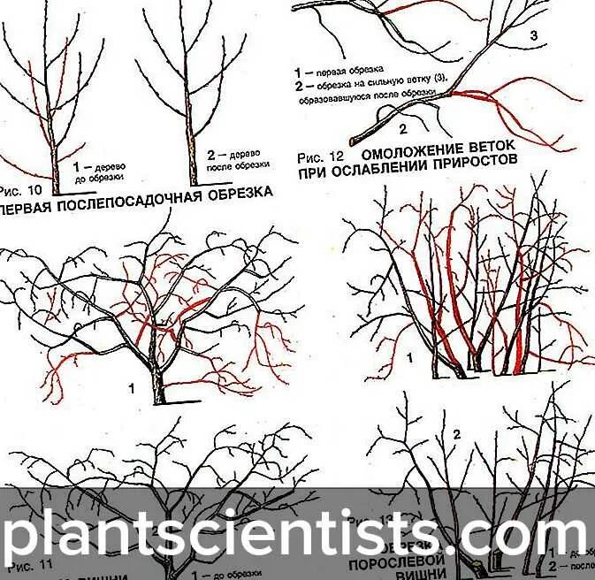 Можно ли обрезать вишню. Обрезка вишни осенью схема. Обрезать вишню весной. Обрезка вишни весной схема. Обрезка черешни осенью схема.
