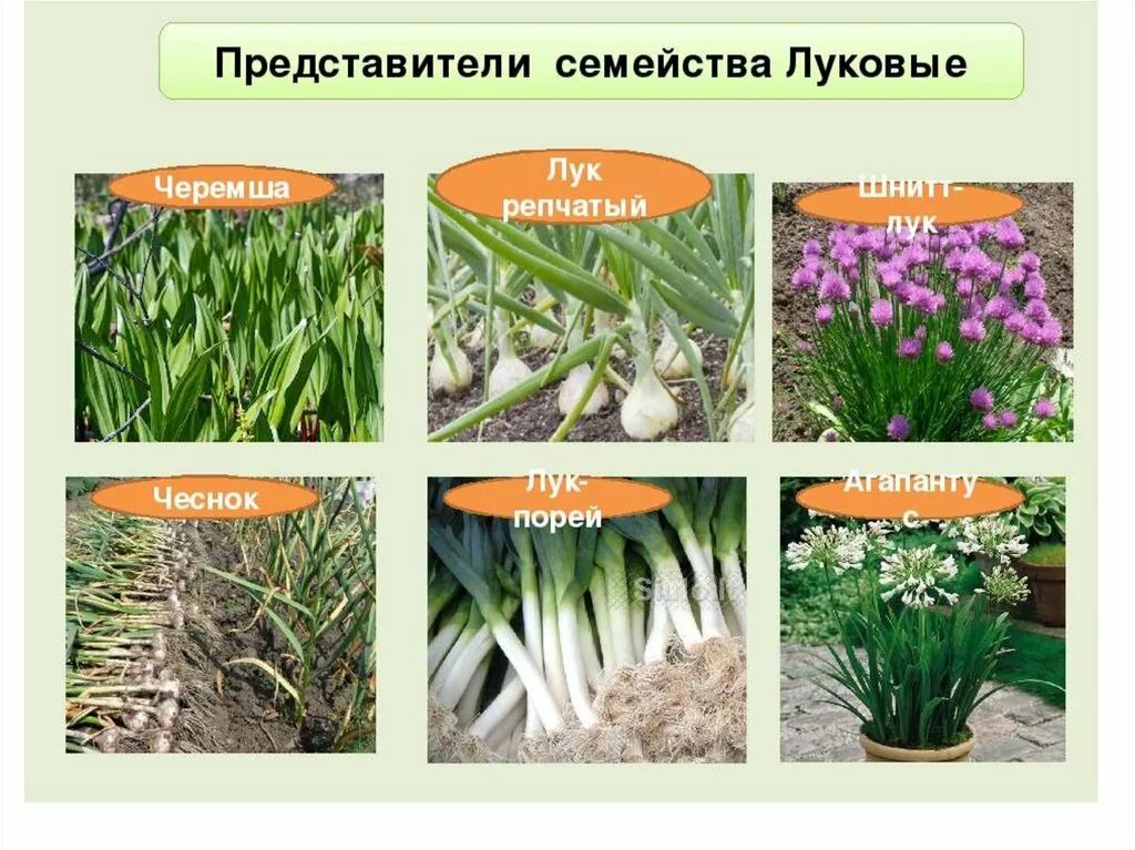 Семейства класса однодольные луковые. Количество луковых. Количество луковых. Количество луковых. Семейство луковичные.