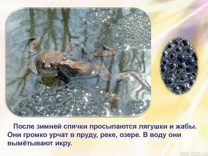 Когда лягушки впадают в спячку