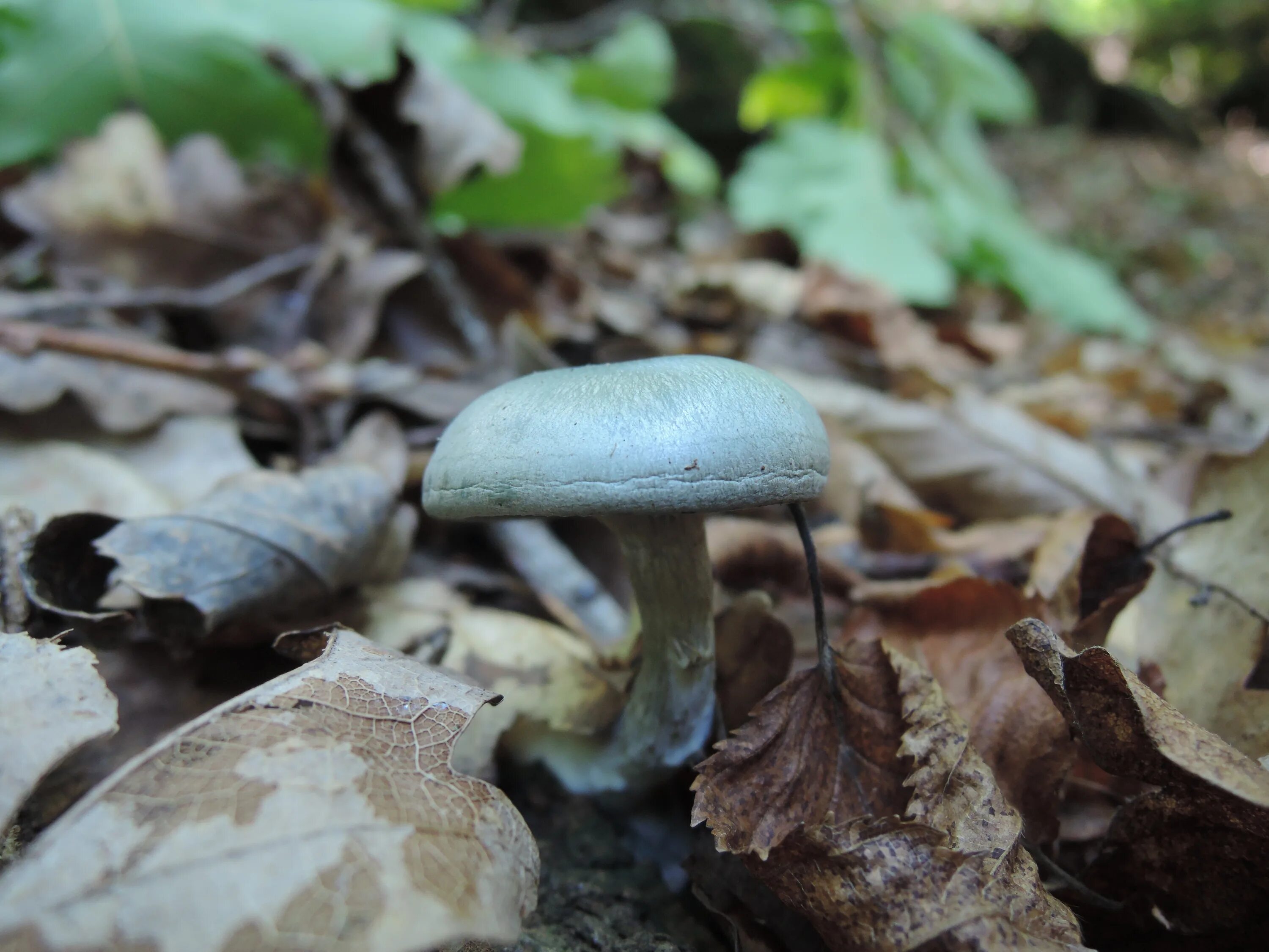 лесные грибы крыма. грибы журавки крымские. лесные грибы крыма. крымские опята осенние. ядовитые степные грибы крыма.