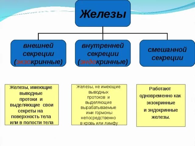 Железы внешней внутренней и смешанной секреции. Железы внутренней внешней и смешанной секреции таблица. Железы внешней, внутренней и смешанной секреции, представители.. Таблица желез внешней внутренней и смешанной секреции. Железы внешней секреции биология 8 класс