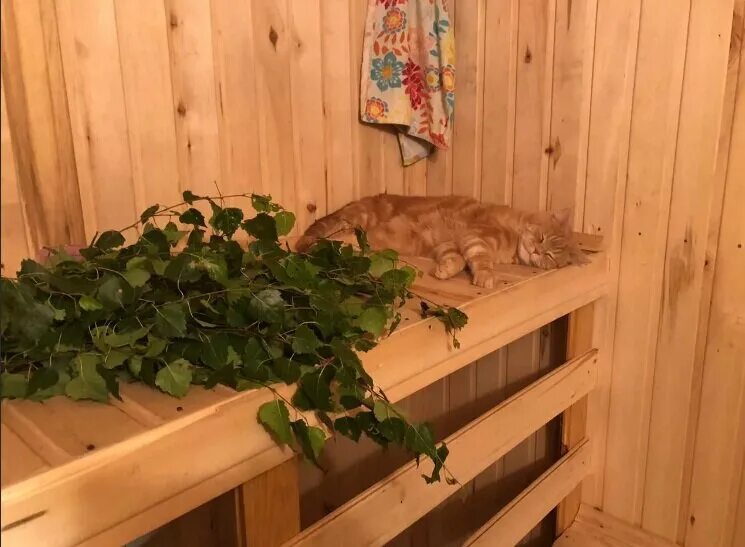 Кот парится. Кот с хозяином в бане париться. Кот парится. Коты ирины зенюк. Живопись маскаев баня.