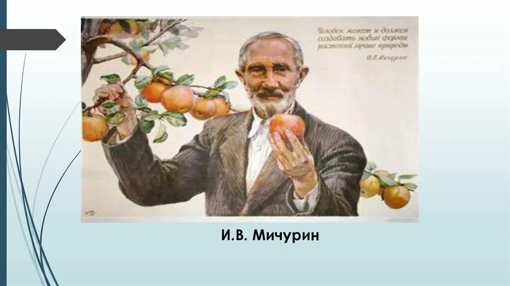 Работа мичурина селекция
