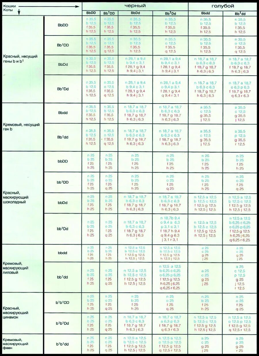 таблица генетики окрасов кошек. коды окраса шотландских кошек. окрасы британских кошек таблица обозначений. таблица генетики окрасов кошек. окрасы шотландских кошек таблица.