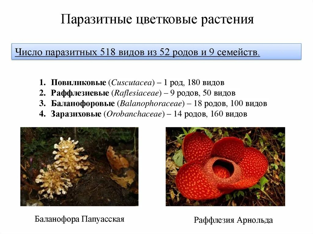 Семейство раффлезивых. Паразиты цветковых растений. Растения паразиты презентация. Раффлезиевые паразиты. Распределите предложенные растения по группам растения паразиты