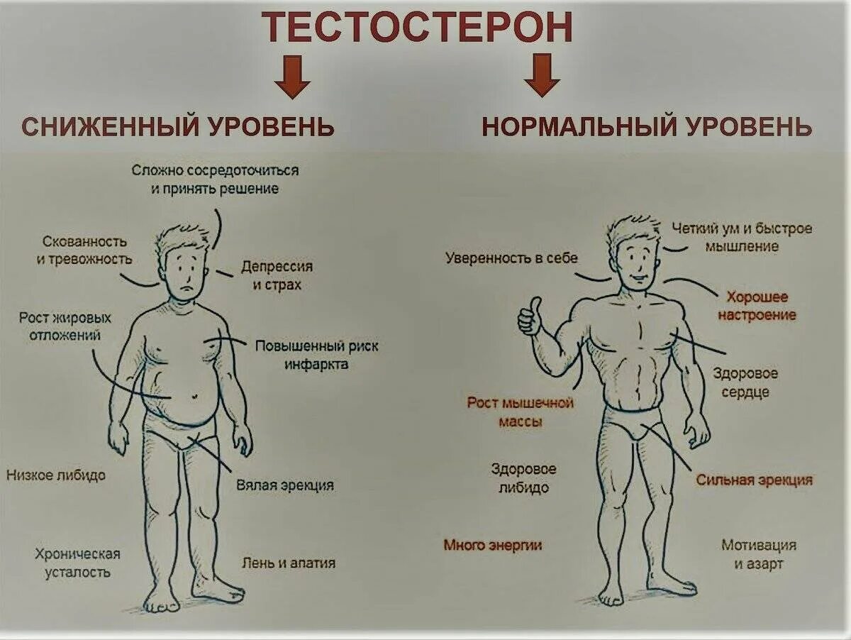 Как повысить тестостерон после 60. Как понять что низкий тестостерон у мужчин. сниженный тестостерон симптомы. мужской гормон тестостерон. признаки высокого тестостерона.