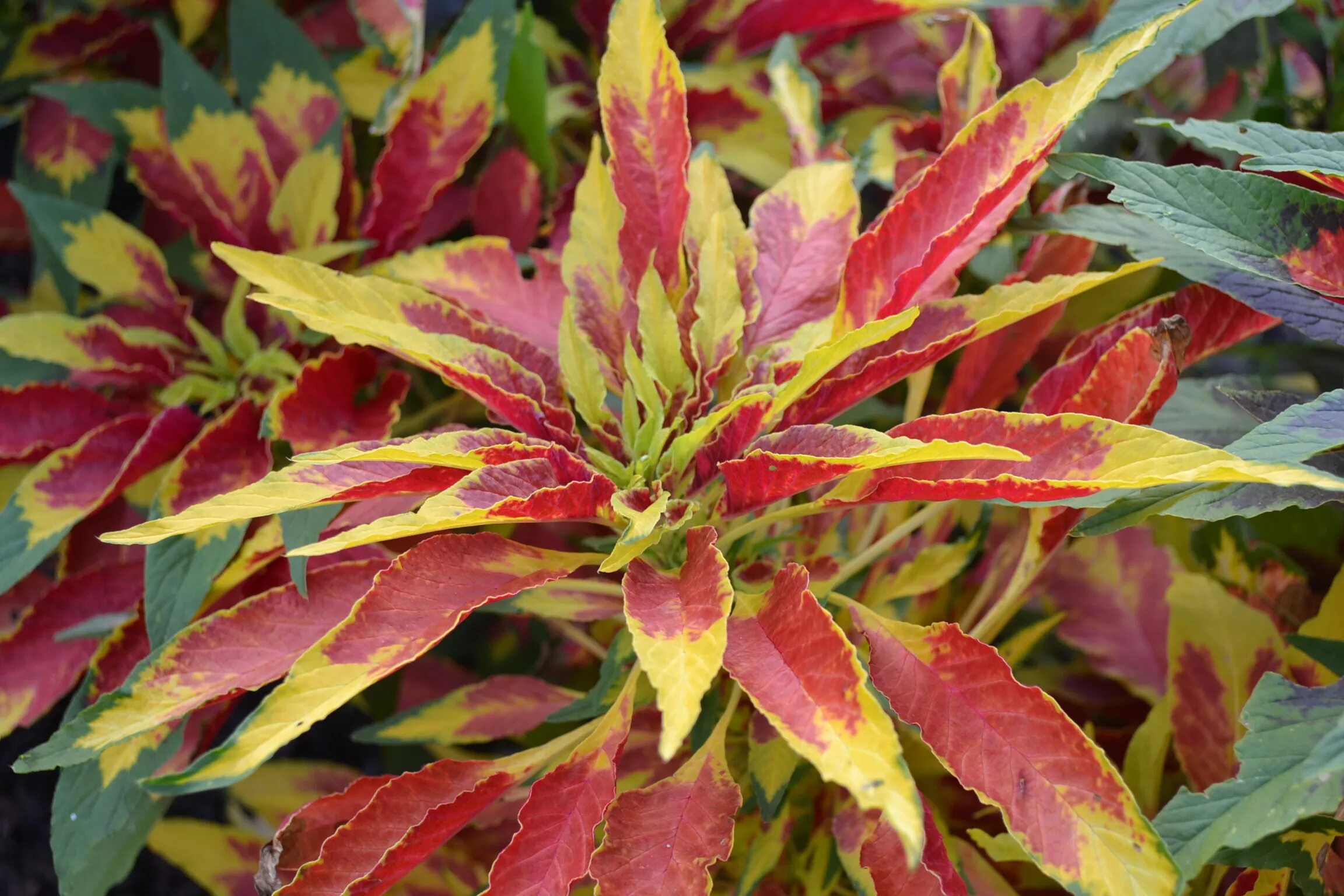 Амарант овощной крепыш. Амарант растение. Амарант щирица растение. Листья амаранта. Амарант красный.